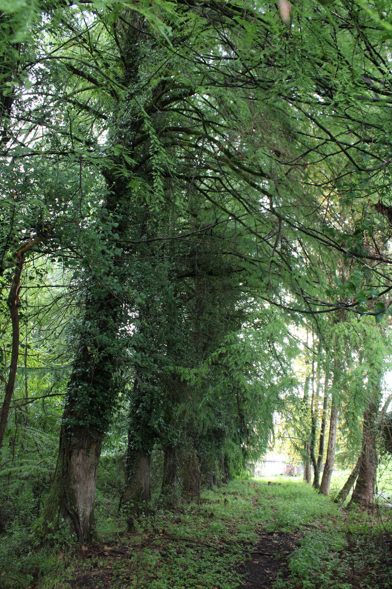 Когда-то к станции вела живописная тенистая дорожка