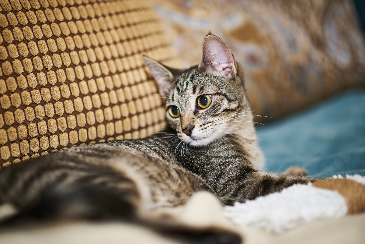 Кошечка Валя 3,5 месяцев привита и готова к поиску семьи.