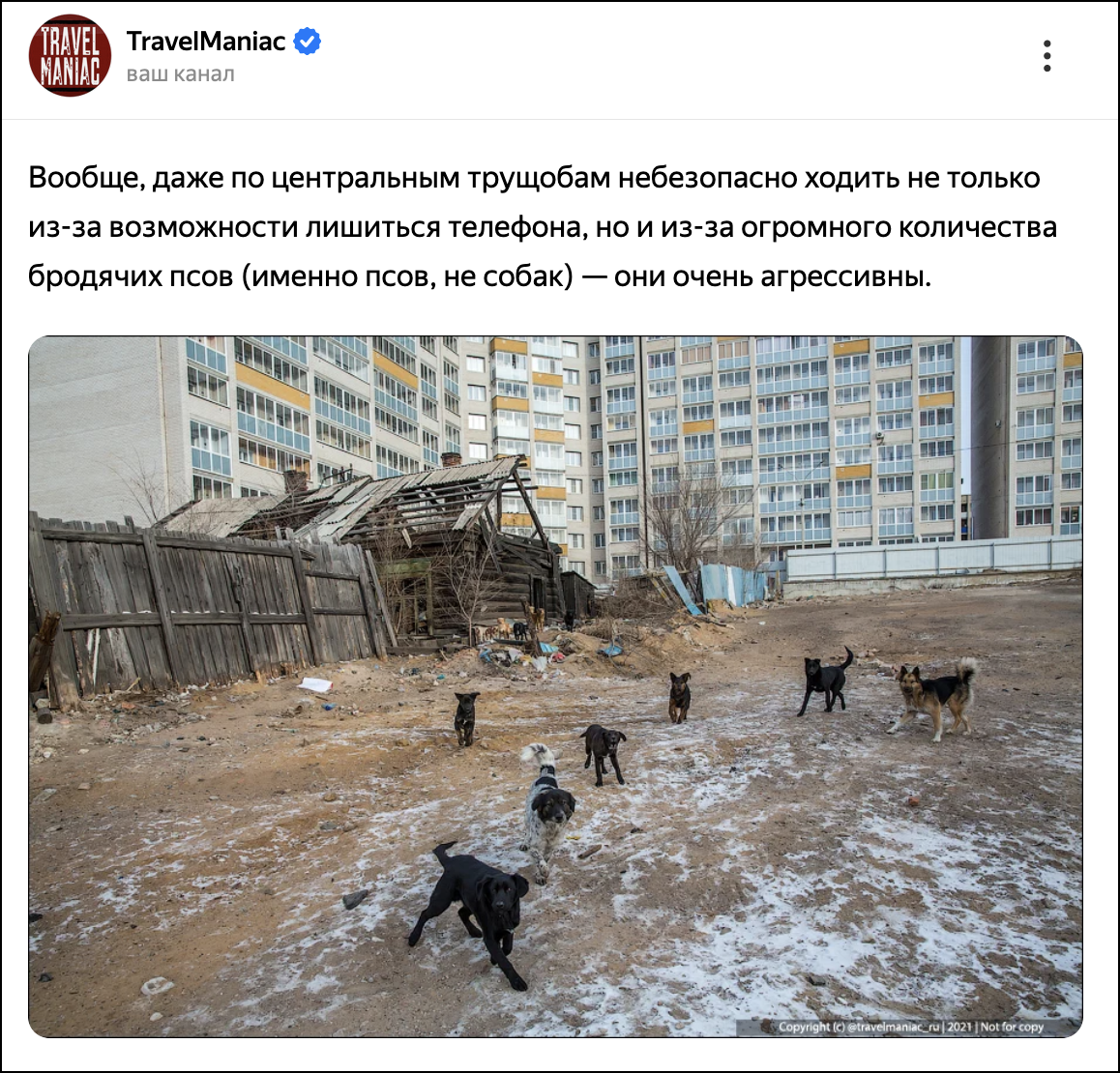 Почему вдруг активизировались по всей России бродячие собаки? Может это какое-то биооружие?2