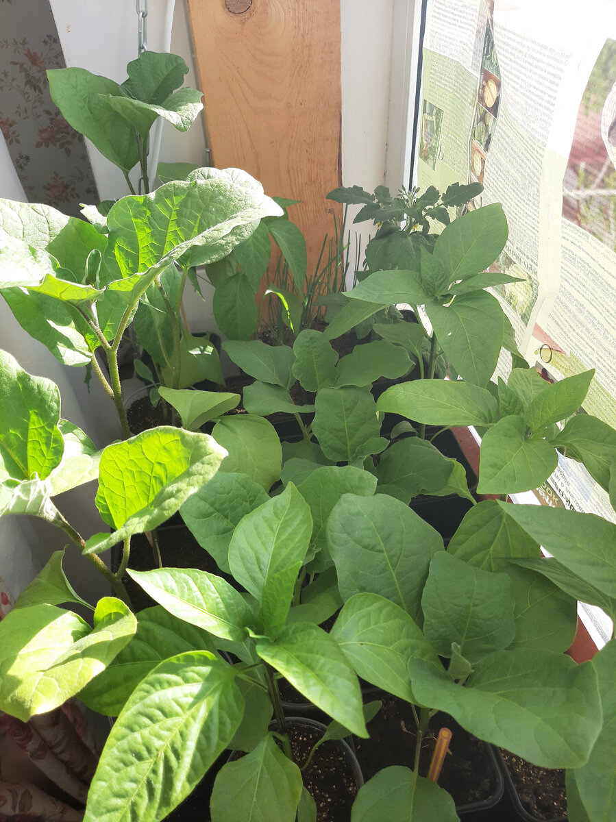 Моя рассада готова к переезду.