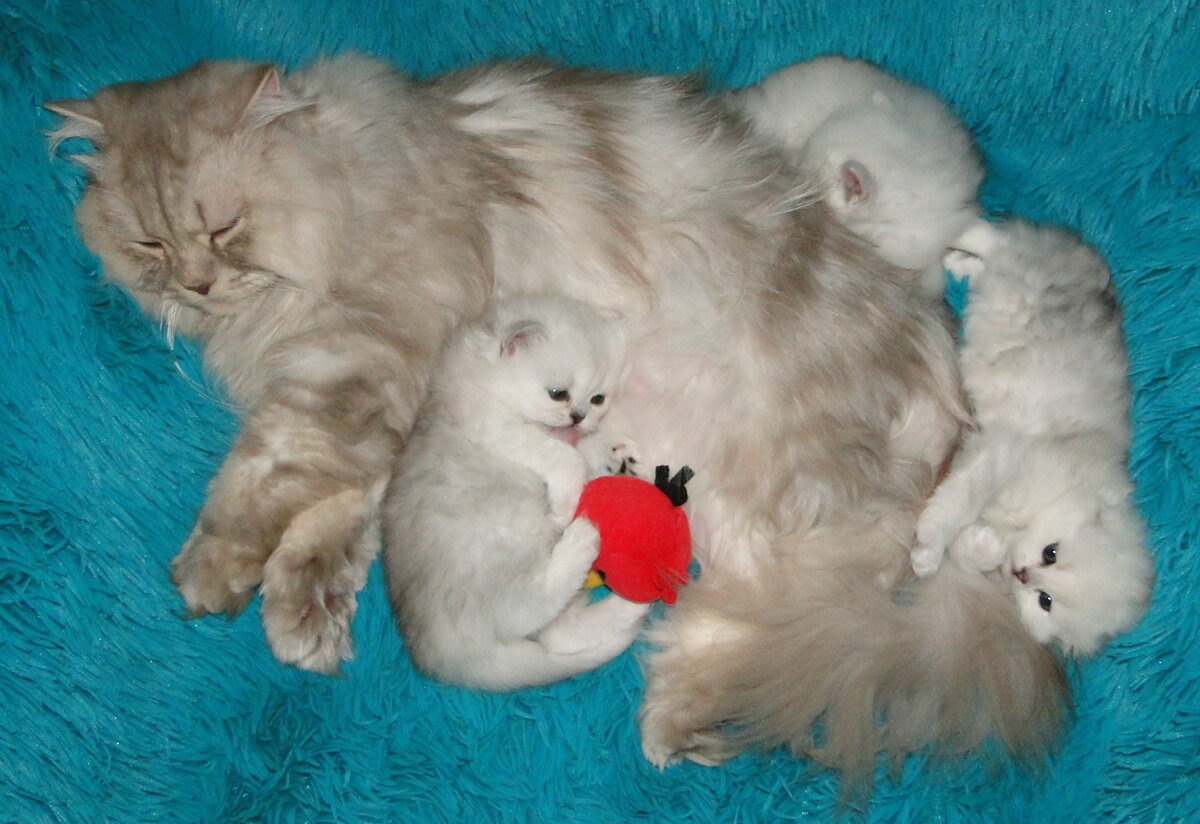 Бастиан нянчит Касиных котят