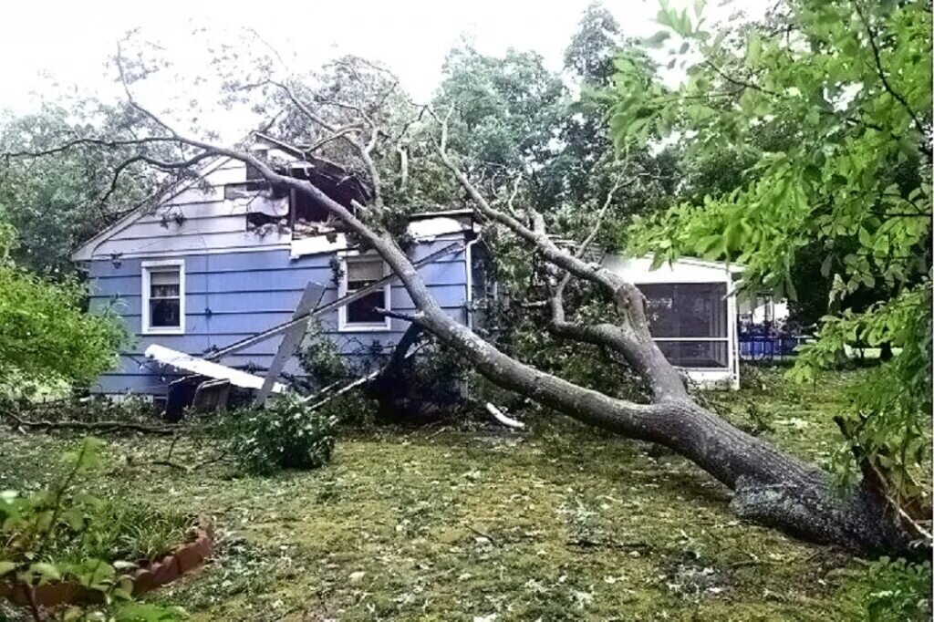 Дерево разбивает дом. Упавшее дерево на дом. Демонтаж деревянных построек. Сломанный сарай. Демонтаж деревянных сооружений.