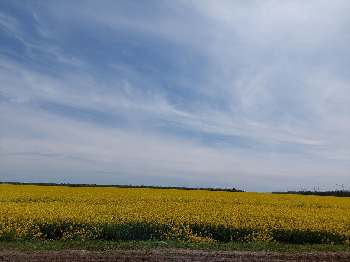 По дороге в Ростов-на-Дону. Цветущее поле горчицы.