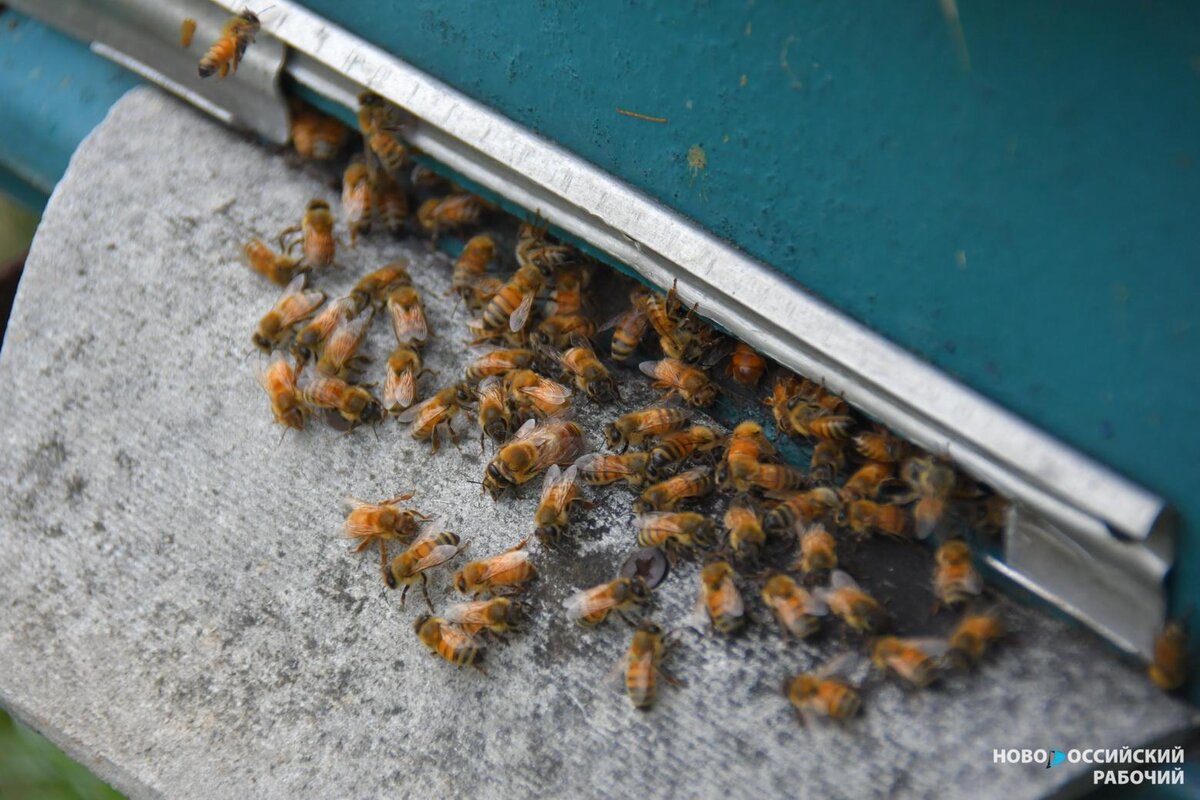 Пчелы гибнут. Гибель пчел. Гибель пчёл мед. Уничтожение пчел в доме. Существуют пчёлы отшельники.