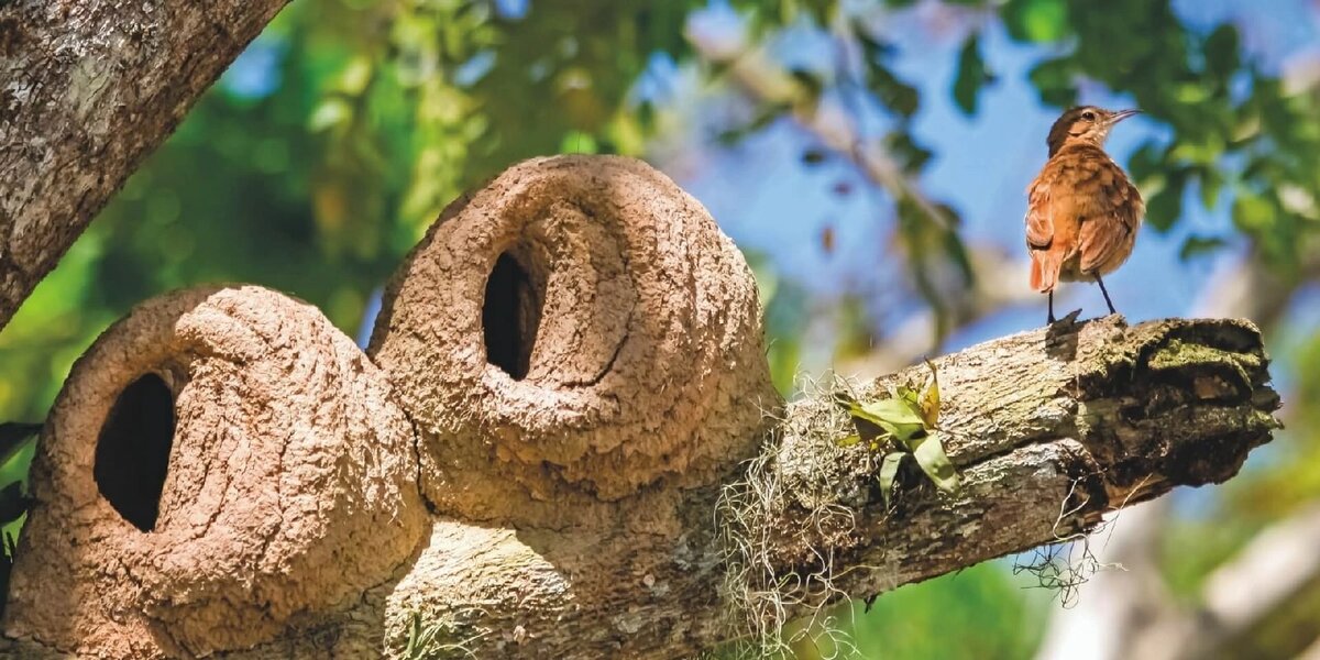 Самые прочные гнезда строят птички со смешным названием - "рыжие печники".       Обитают они в Аргентине, Уругвае, Парагвае, Боливии и Бразилии, предпочитая открытые влажные пространства.