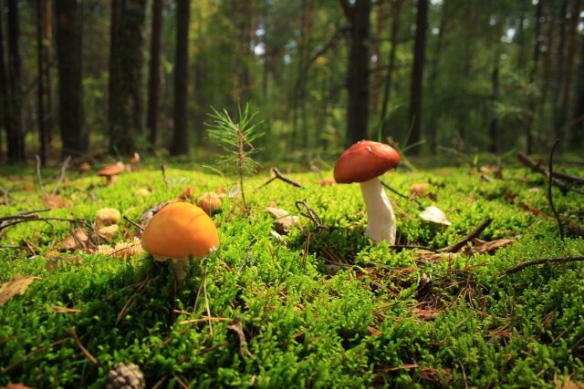    Грибы в лесу Анна Рыжкова © ИА REGNUM