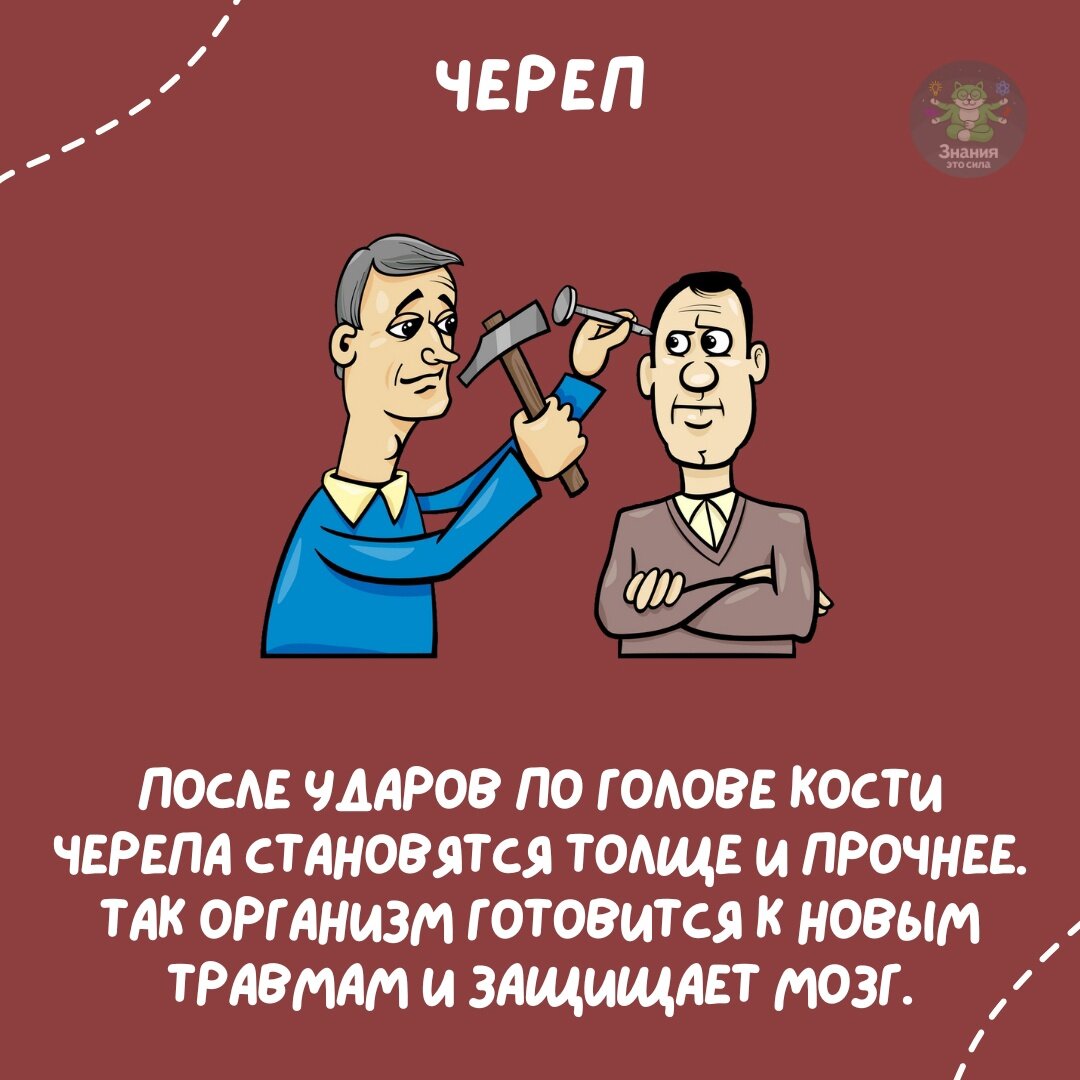 Кажется, что ваш череп это мощная монолитная кость, но, на самом деле, череп человека состоит из 29 различных костей!