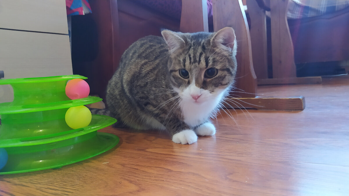 Это не Тимофей,но очень похожий на него Барсик.