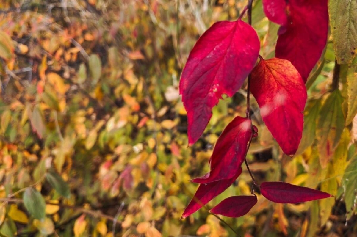    В Тверской области ожидаются осенние заморозки и мокрый снег