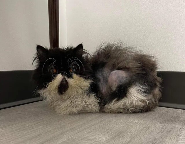 Кот. Источник фото: https://www.hidogcat.com/cat-outside-hotel/