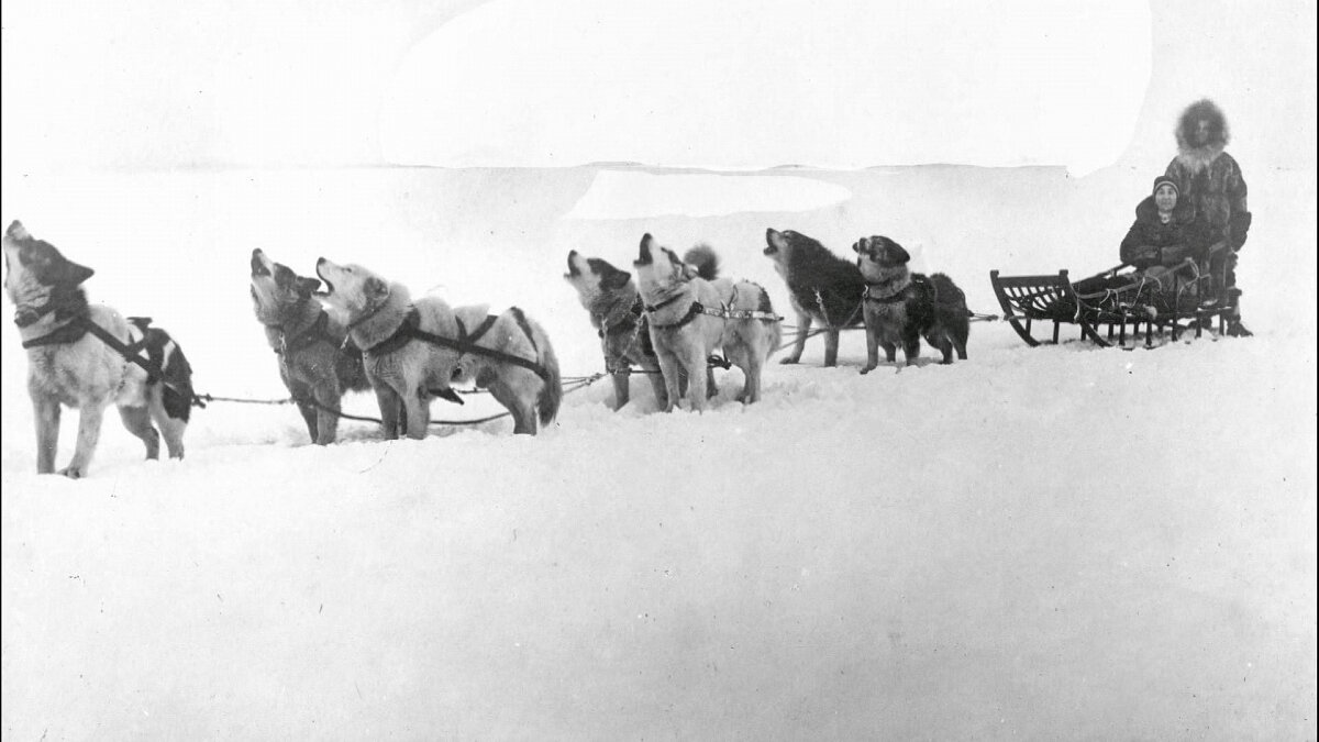 Аляска собачьи упряжки начало 20 века