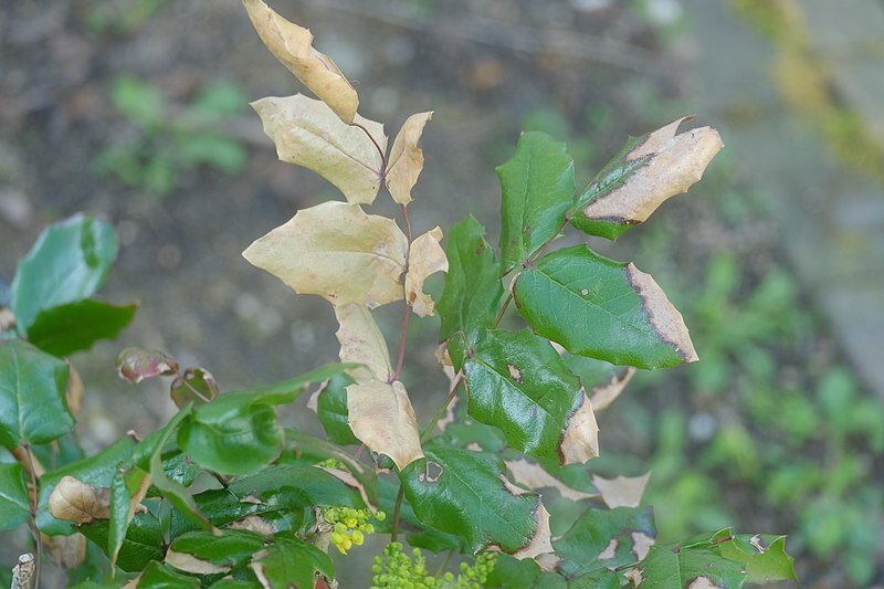 Обгорание листьев на магонии
