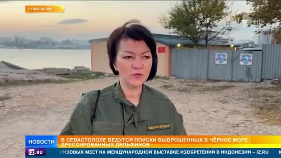    В Севастополе продолжаются поиски выброшенных в море дельфинов