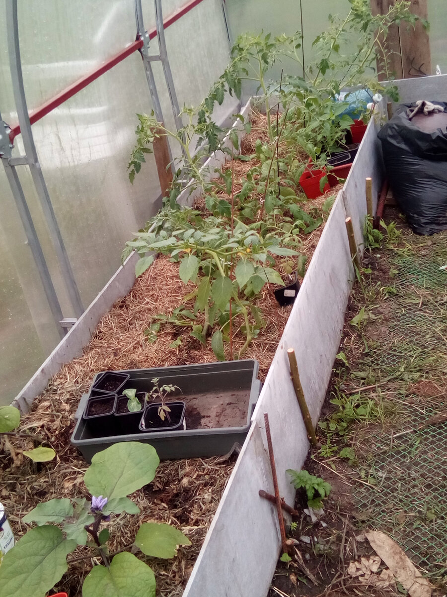 Теплица, июнь 2022. Ничто как бы не предвещает...