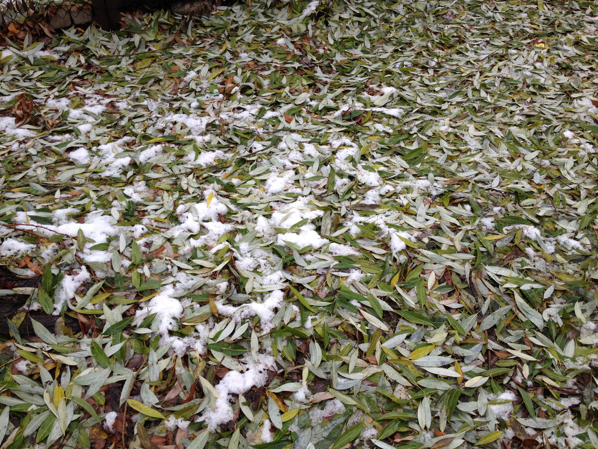 Опавшие зеленые листья