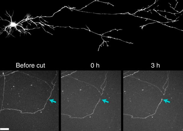 Petrova V. et al. / Nature Communications, 2020