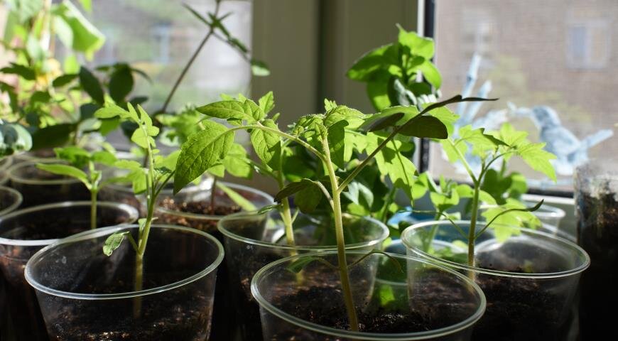 Рассада томатов на подоконнике в апреле