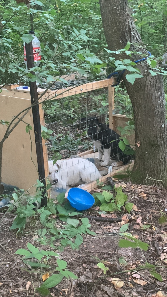 Напуганные малыши