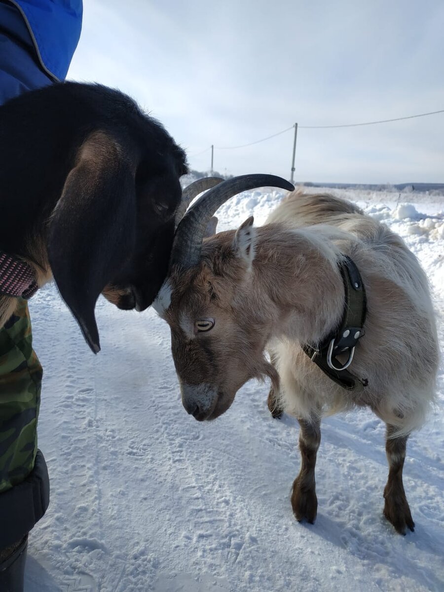 Козы Эмма и Лана фото автора.