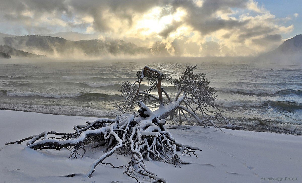Штиль зимой. Поклонная сосна Яйлю. Вдоль замерзшего озера. Зимнее наводнение Алтай. Замерзшее озеро арт.
