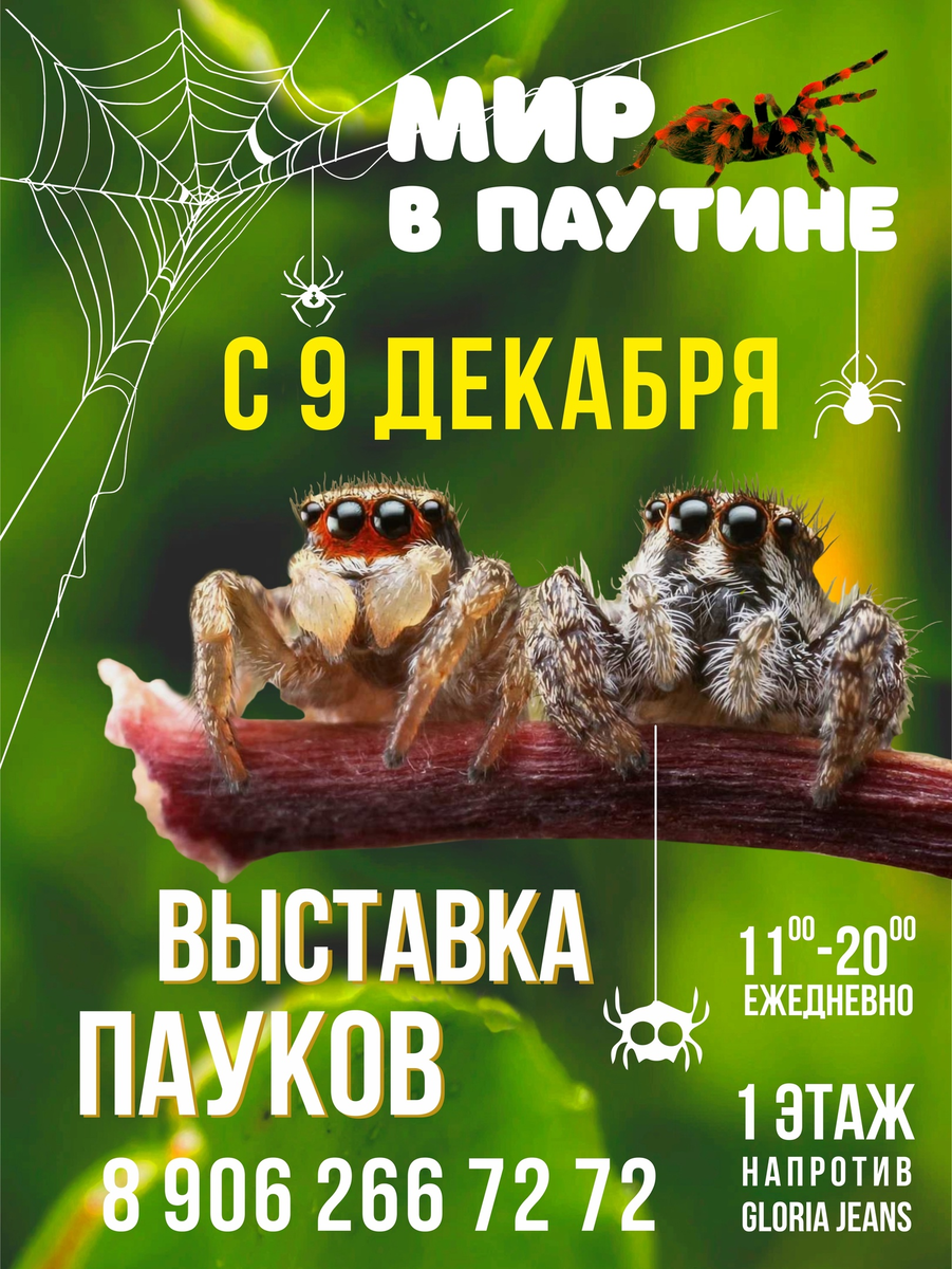 выставка гигантских пауков. выставка тропических пауков. ультрамариновый птицеед. выставка пауков. курган выставка пауков 2022.