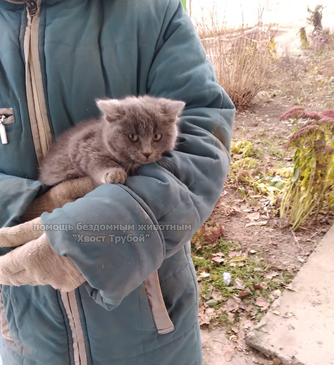 Дедушка привез с дачи брошенных котят и поселил их в подвале дома. Но  оттуда их выгнали прямо на мороз взрослые кошки. | Хвост Трубой | Дзен