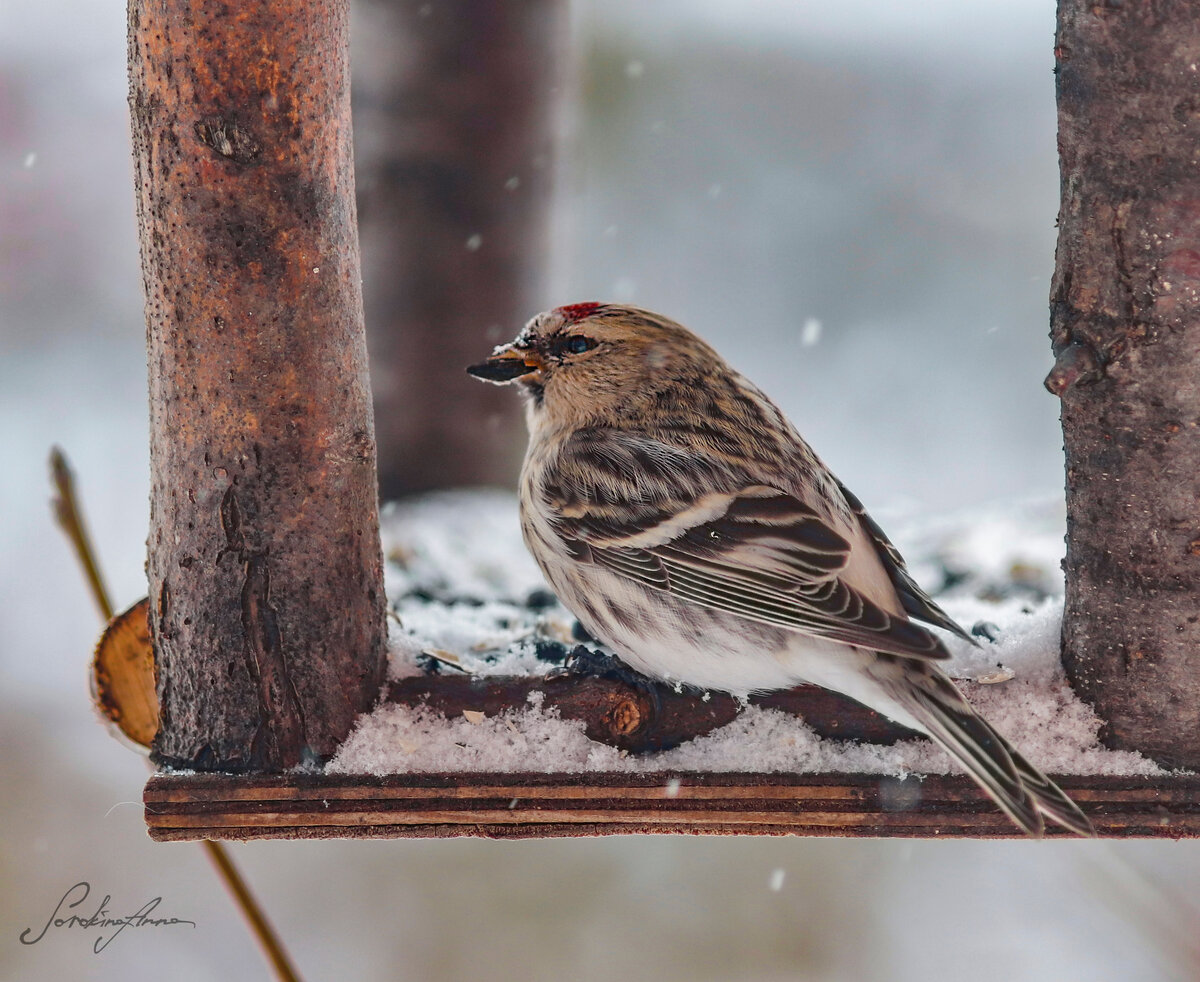 Покормите птиц зимой, или 6 креативных кормушек своими руками