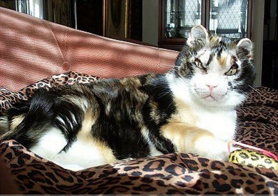 Скарлетт стала учредителем награды для животных за героизм