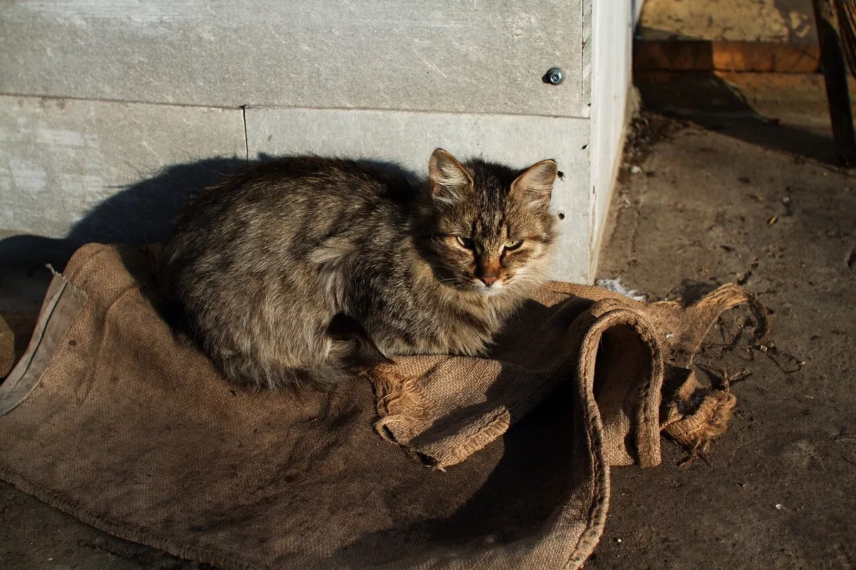 Стол с дыркой для кота