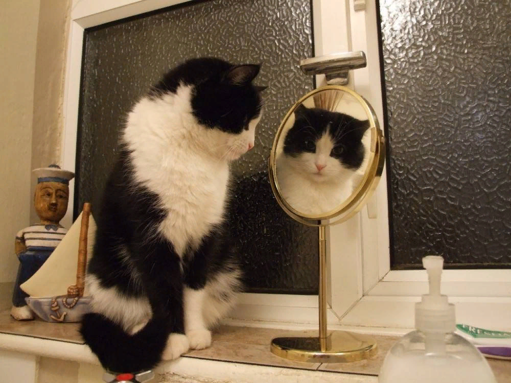 😺О чем думает кошка, глядя на себя в зеркало | Нос, хвост, лапы | Дзен