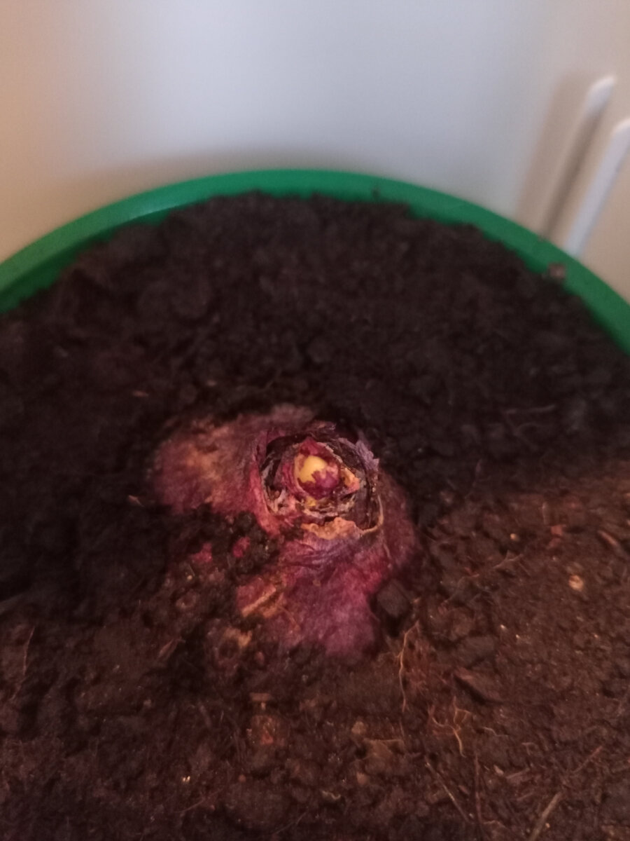 Из сухой макушки стал пробиваться будущий лист. Фотография Цветы вокруг нас.