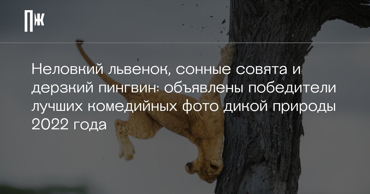     Неловкий львенок, сонные совята и дерзкий пингвин: объявлены победители лучших комедийных фото дикой природы 2022 года