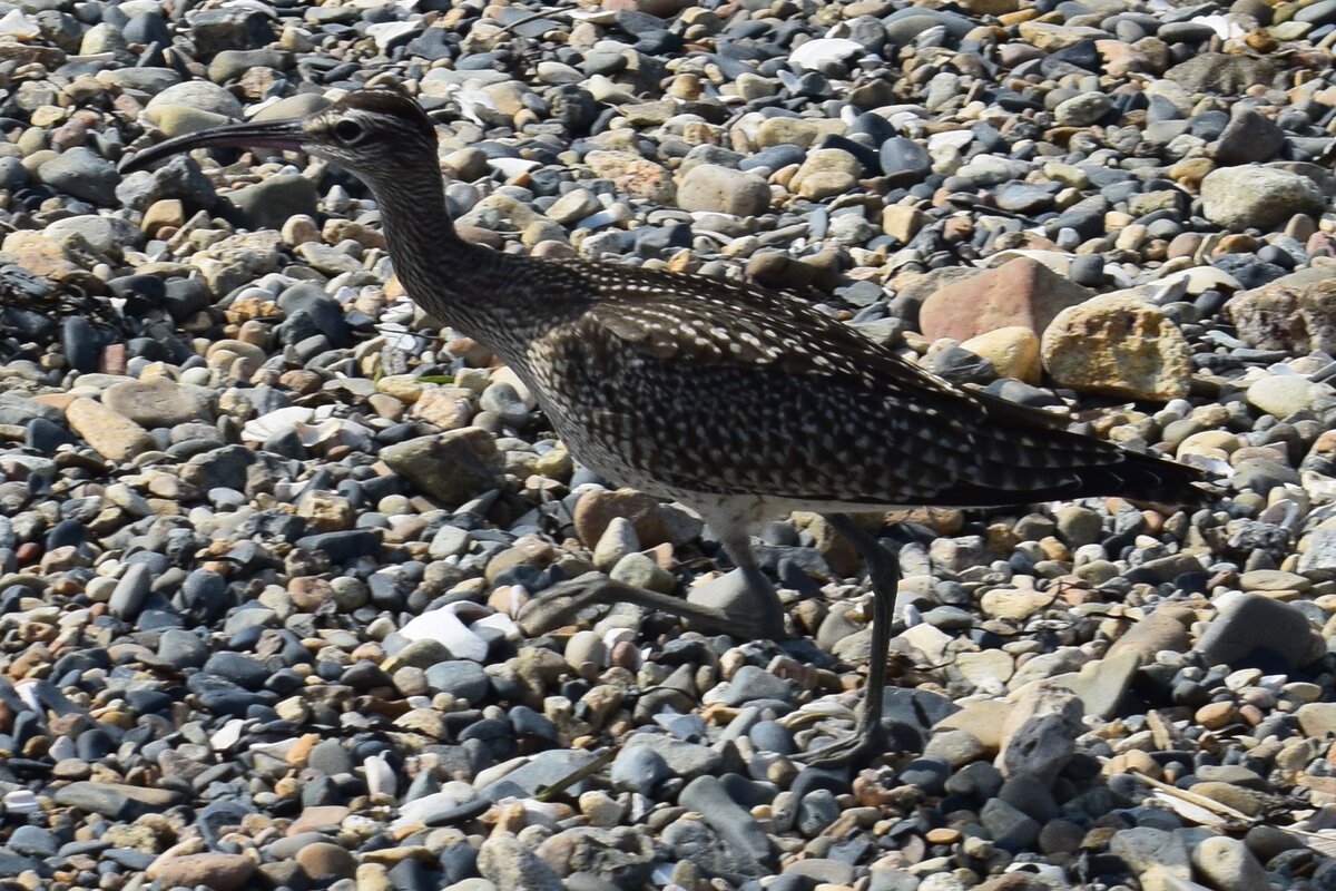 Фото автора канала "Приключения Тома Сойера"