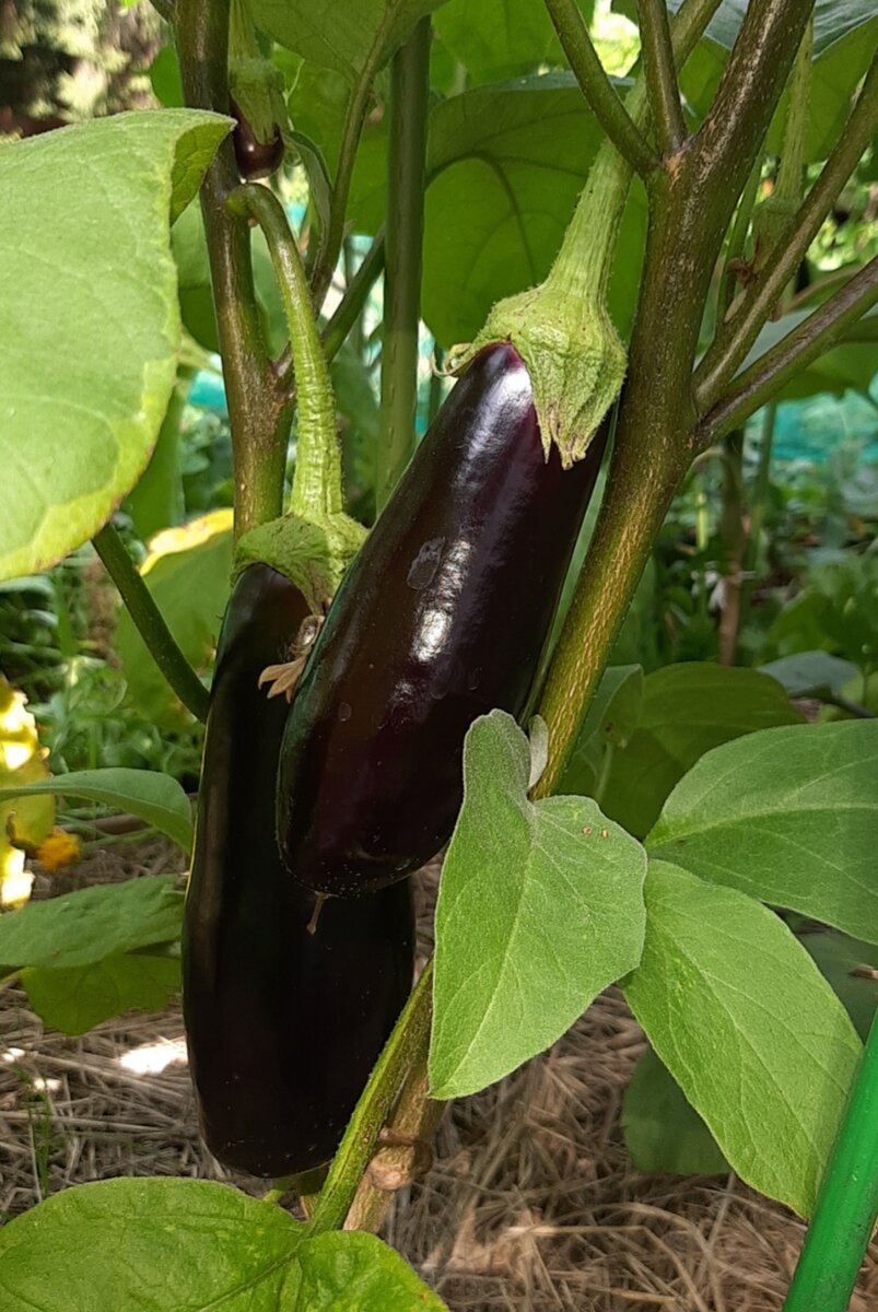 агротехника баклажан. баклажан алмаз рассада. баклажан блэк маджести. агротехника баклажанов. баклажан диамант f1.