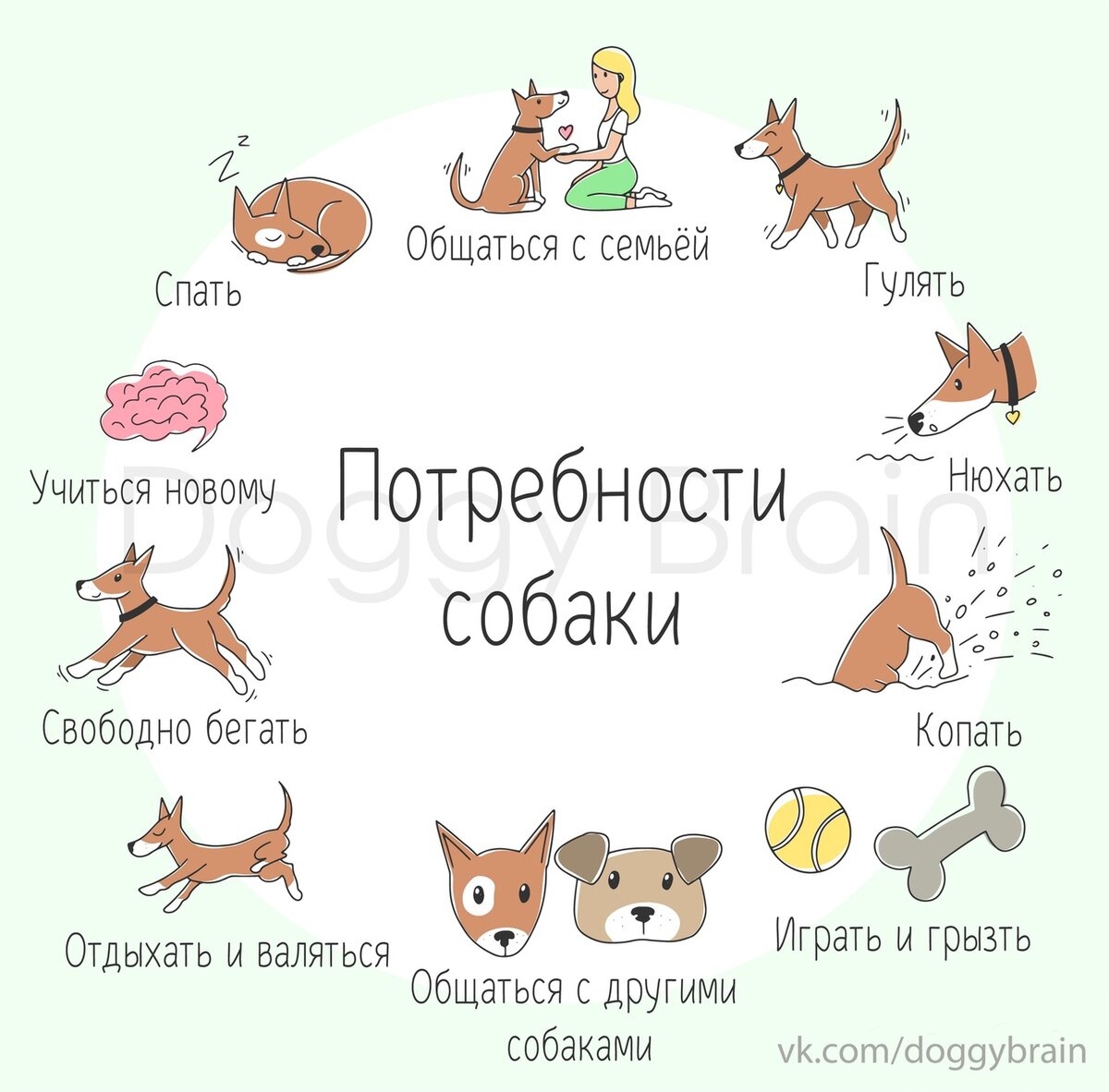 Потребности собак | Собачка головного мозга - Doggy Brain | Дзен