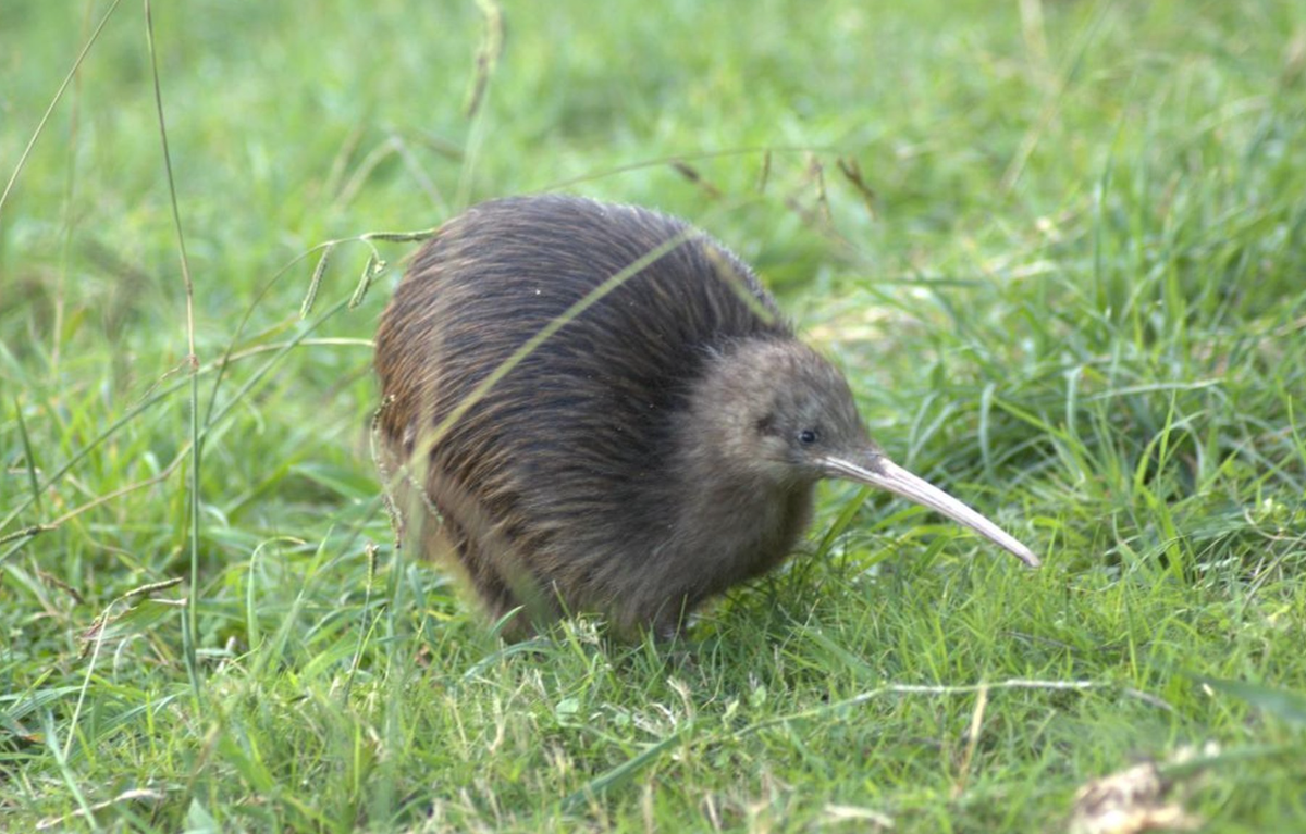 В Новой Зеландии обитают пять видов киви. Фото: moso3a-shamela.com