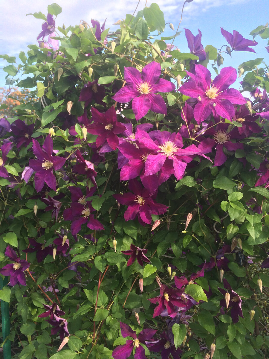 клематис Космическая Мелодия