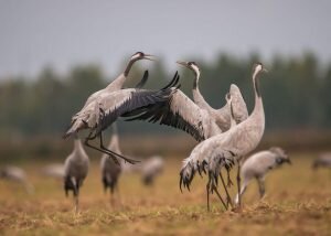    фото: proprikol.ru Лаура Акопян