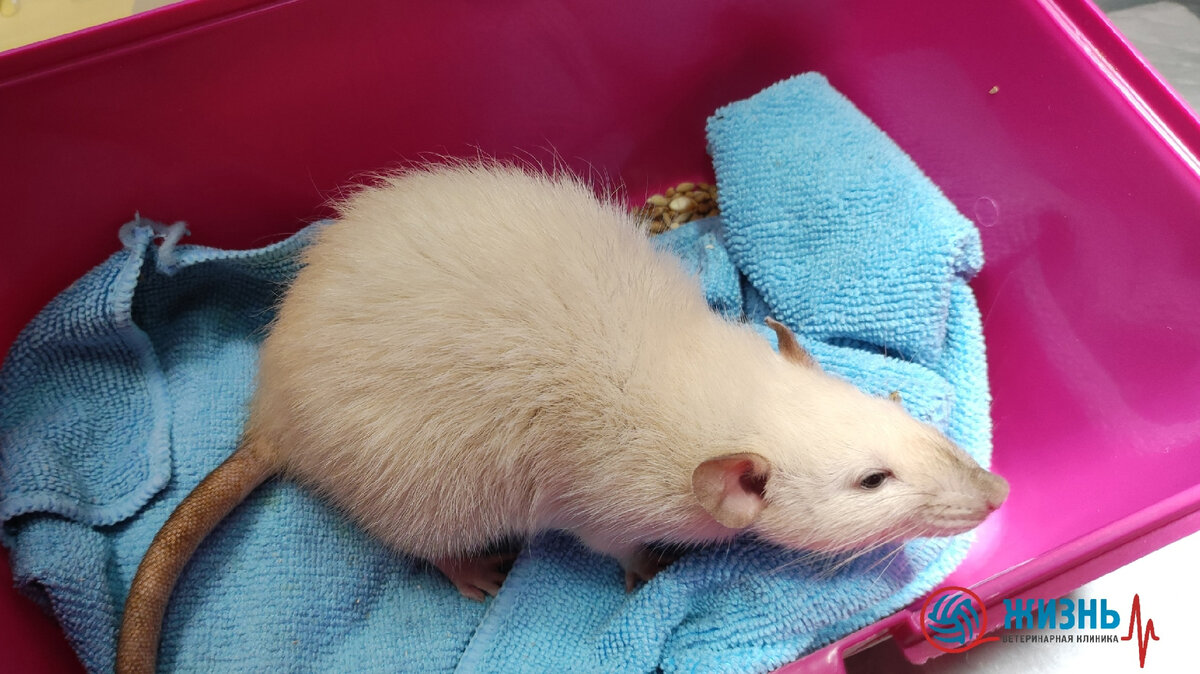 Ветеринарный врач ратолог в Калуге. Лечение крыс в ветеринарной клинике в Калуге "Жизнь"