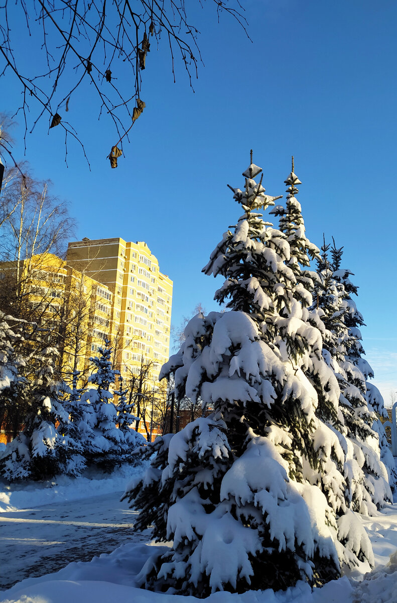Ёлки. Эти заснеженные лапы такие сказочные. 