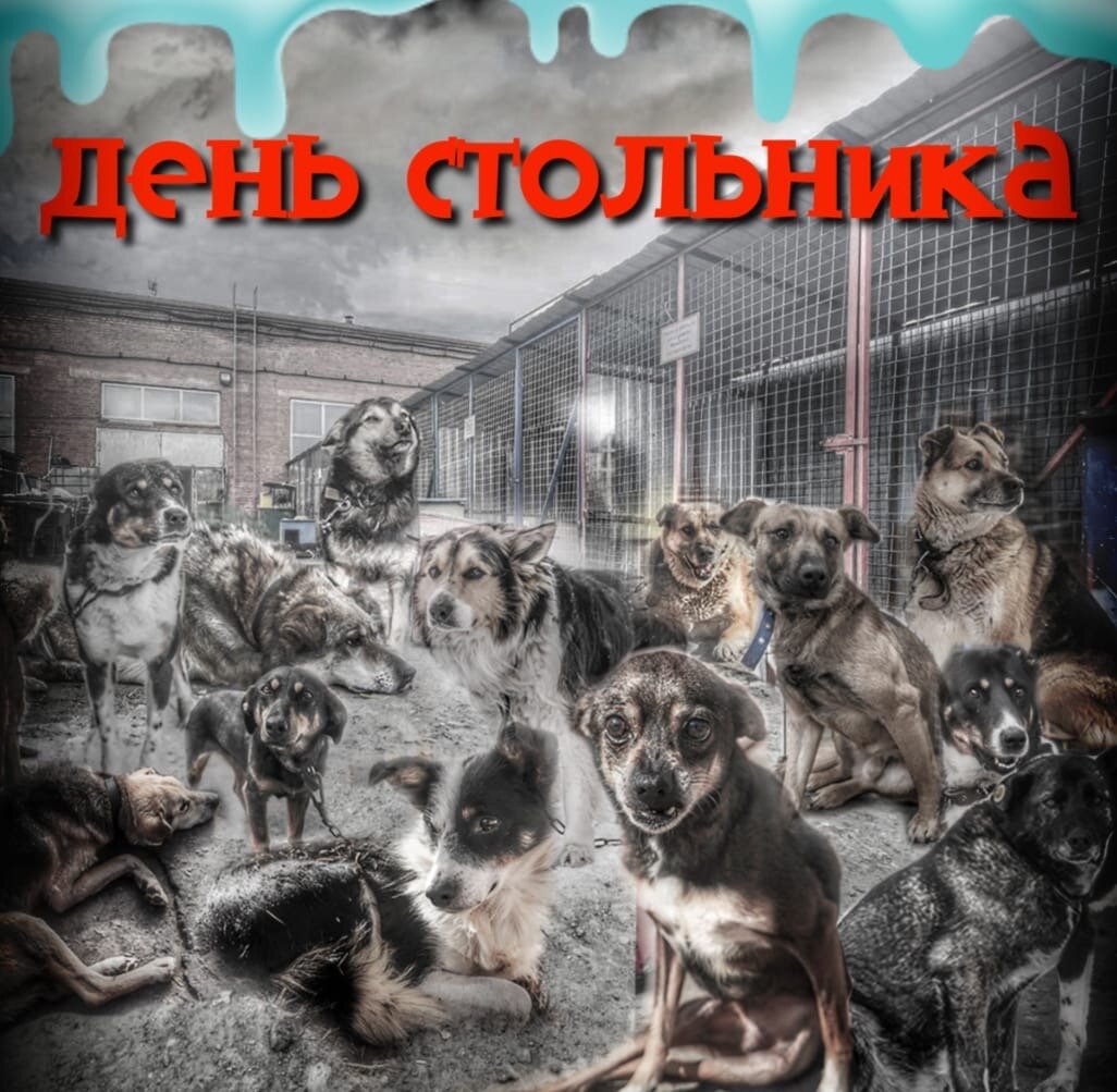 в приюте 500 животных, около 50 инвалидов