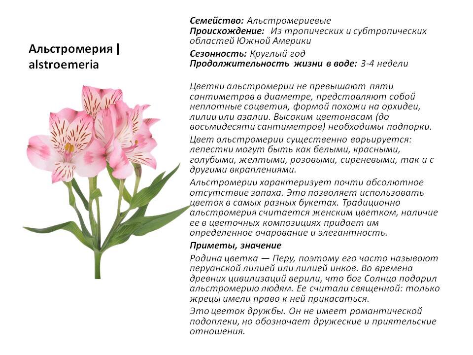 Значение цветов альстромерия. Альстромерия Пурпл. Альстромерия цветы. Альстромерия стебель. Альстромерия язык цветов