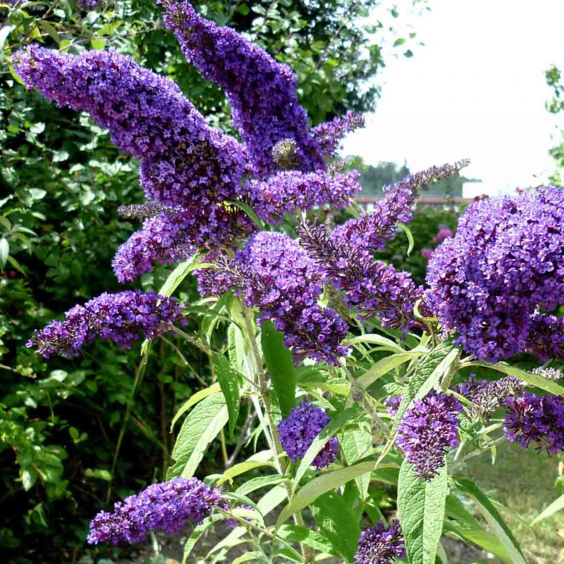 Буддлея Давида Buddleja davidii