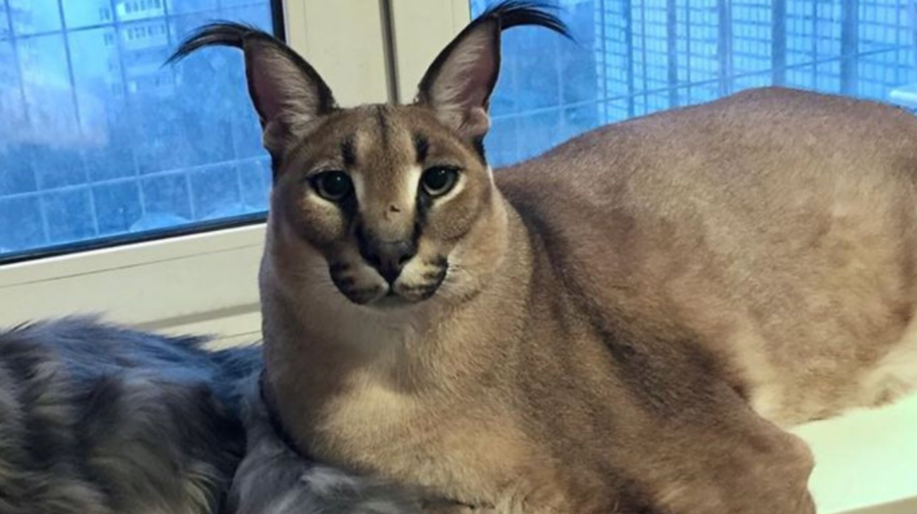 Гоша в ступоре