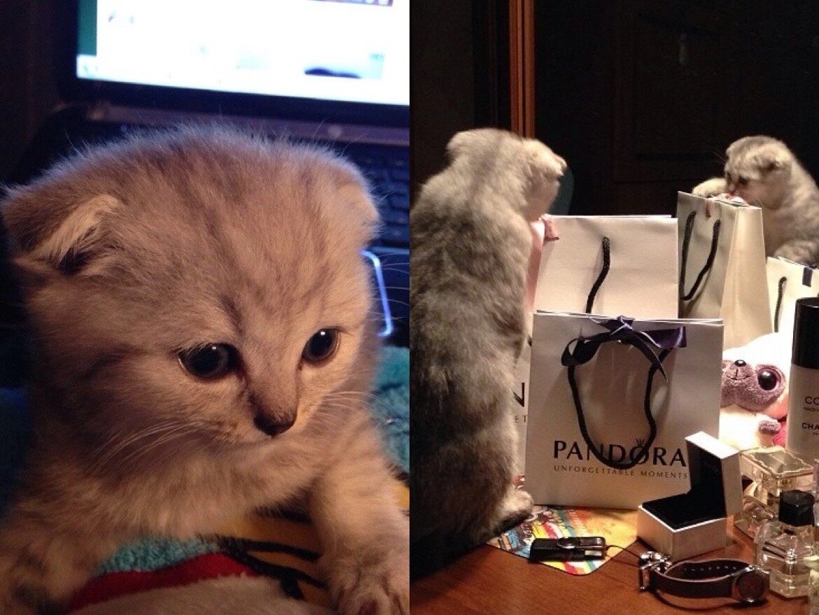 Тиша хулиганил, только когда был котенком. Сейчас даже не дает повода его ругать) Котики по характеру и для души просто прекрасные.