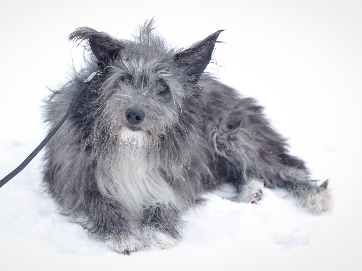 Бася в приюте