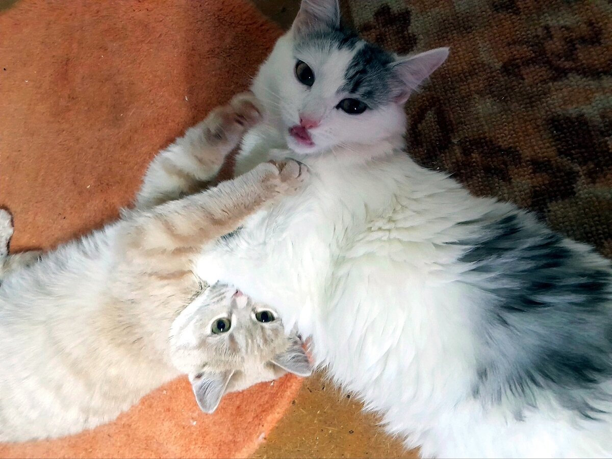 Кошки - нежность в каждом прикосновении