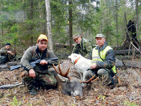     В предзимье, когда рога у самцов еще не сброшены, охотники всегда стремятся добывать быков. Фото автора.