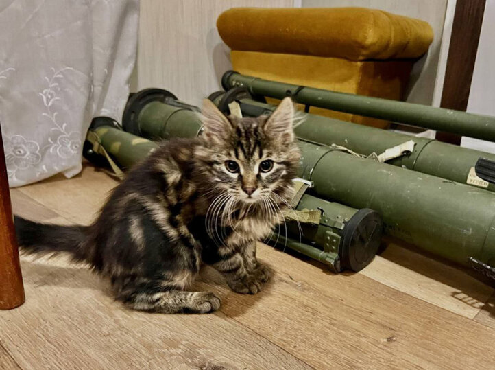     Фото: телеграм-канал @Herson_enot