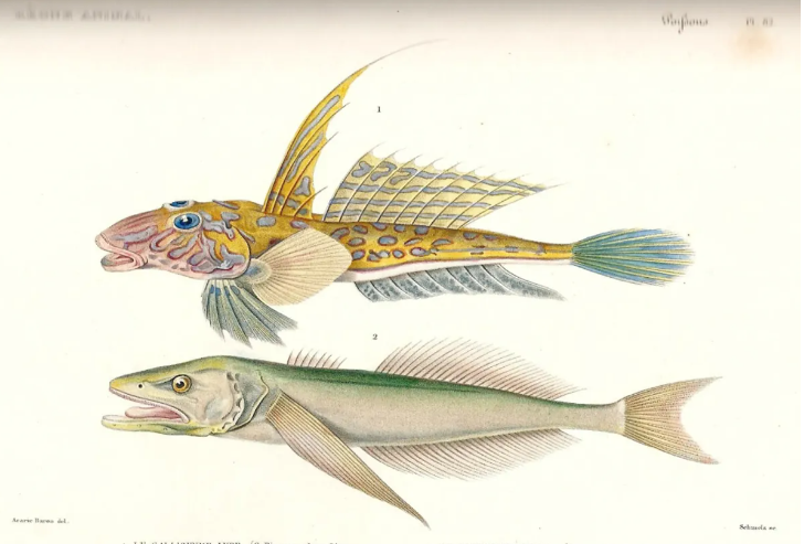 Как и все рыбы, голомянки довольно необычны. Изображение предоставлено: Rvalette - собственная работа, CC BY-SA 3.0 